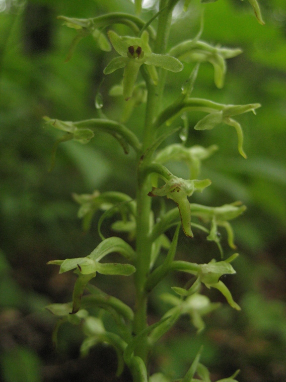 Image of Tulotis fuscescens specimen.