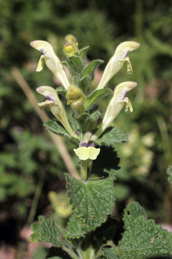 Изображение особи Scutellaria cordifrons.