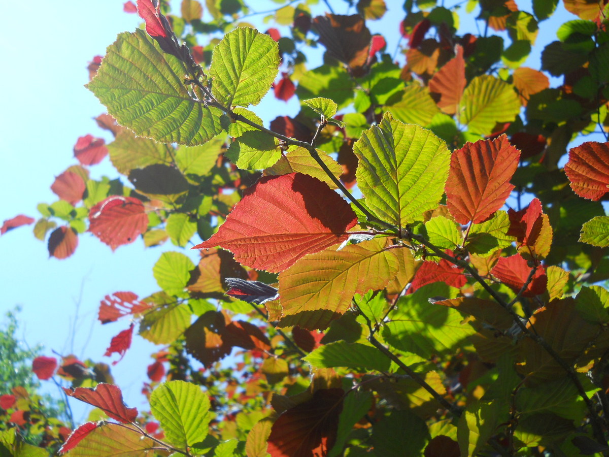 Image of Corylus avellana specimen.