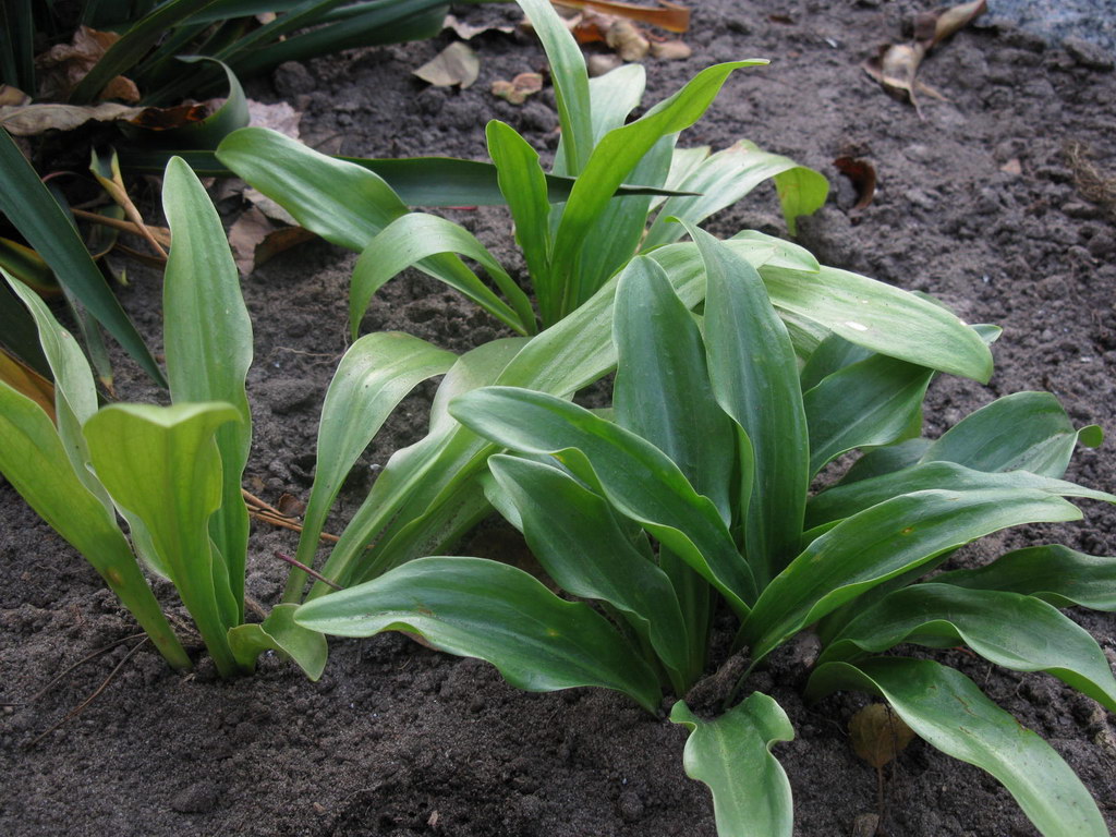 Image of Lilium candidum specimen.