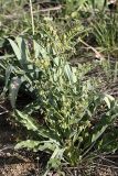 Rindera echinata. Плодоносящее растение. Южный Казахстан, хр. Боролдайтау, ущ. Кокбулак. 24.04.2012.