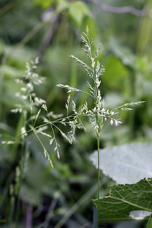 Image of genus Poa specimen.