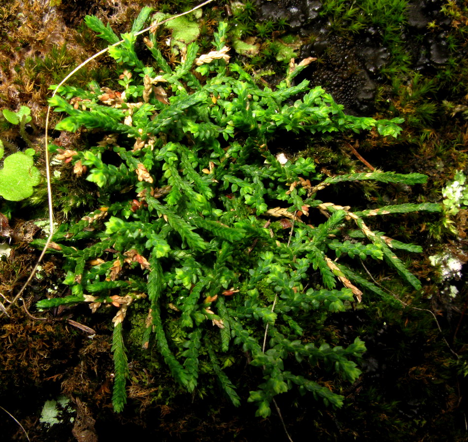 Изображение особи Selaginella borealis.