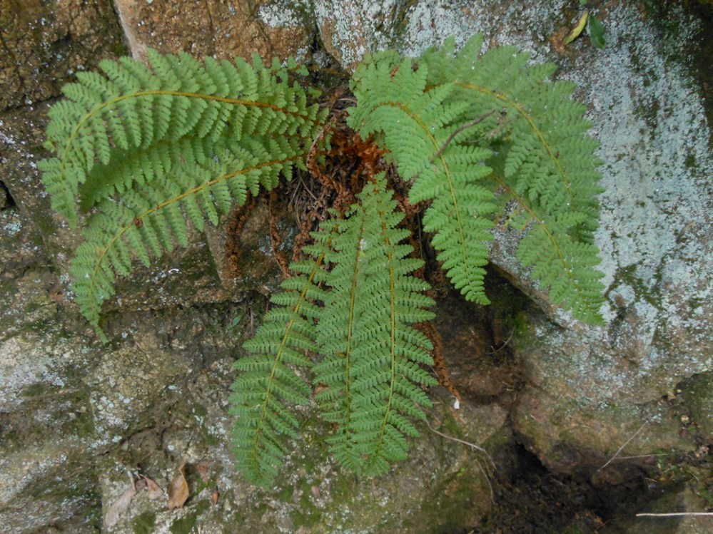 Изображение особи Dryopteris fragrans.