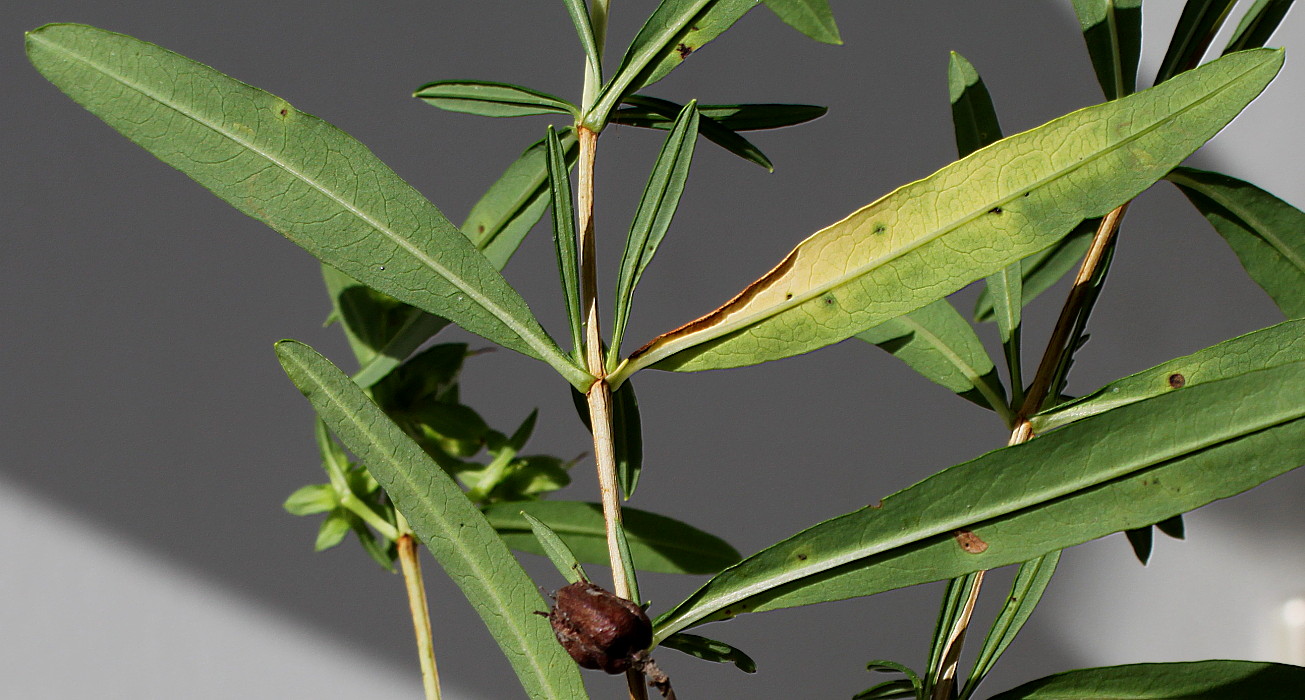 Image of genus Hypericum specimen.