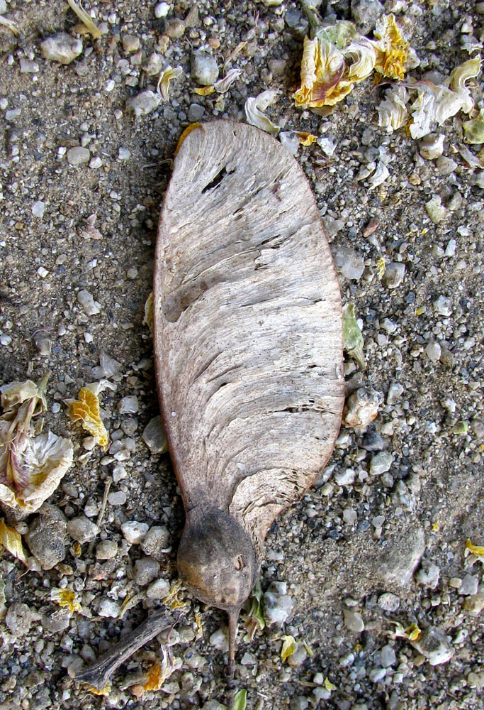 Image of Tipuana tipu specimen.