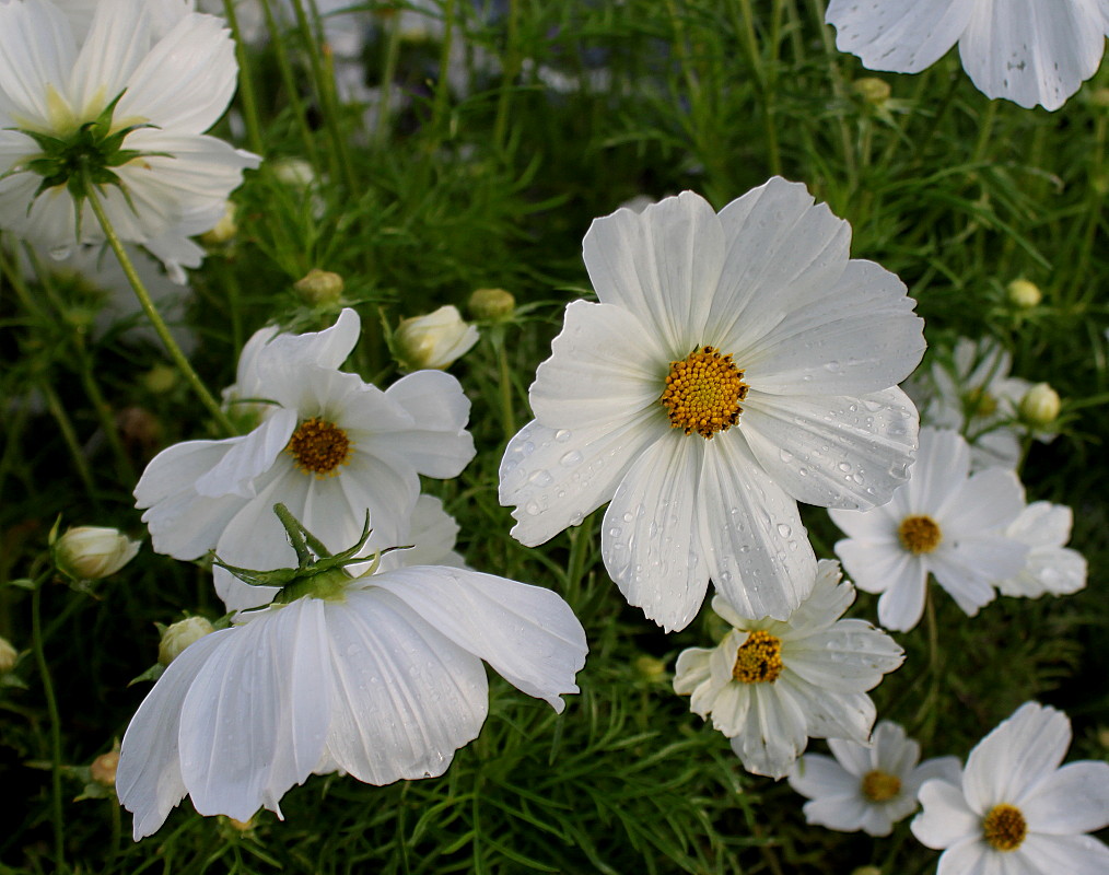 Изображение особи Cosmos bipinnatus.