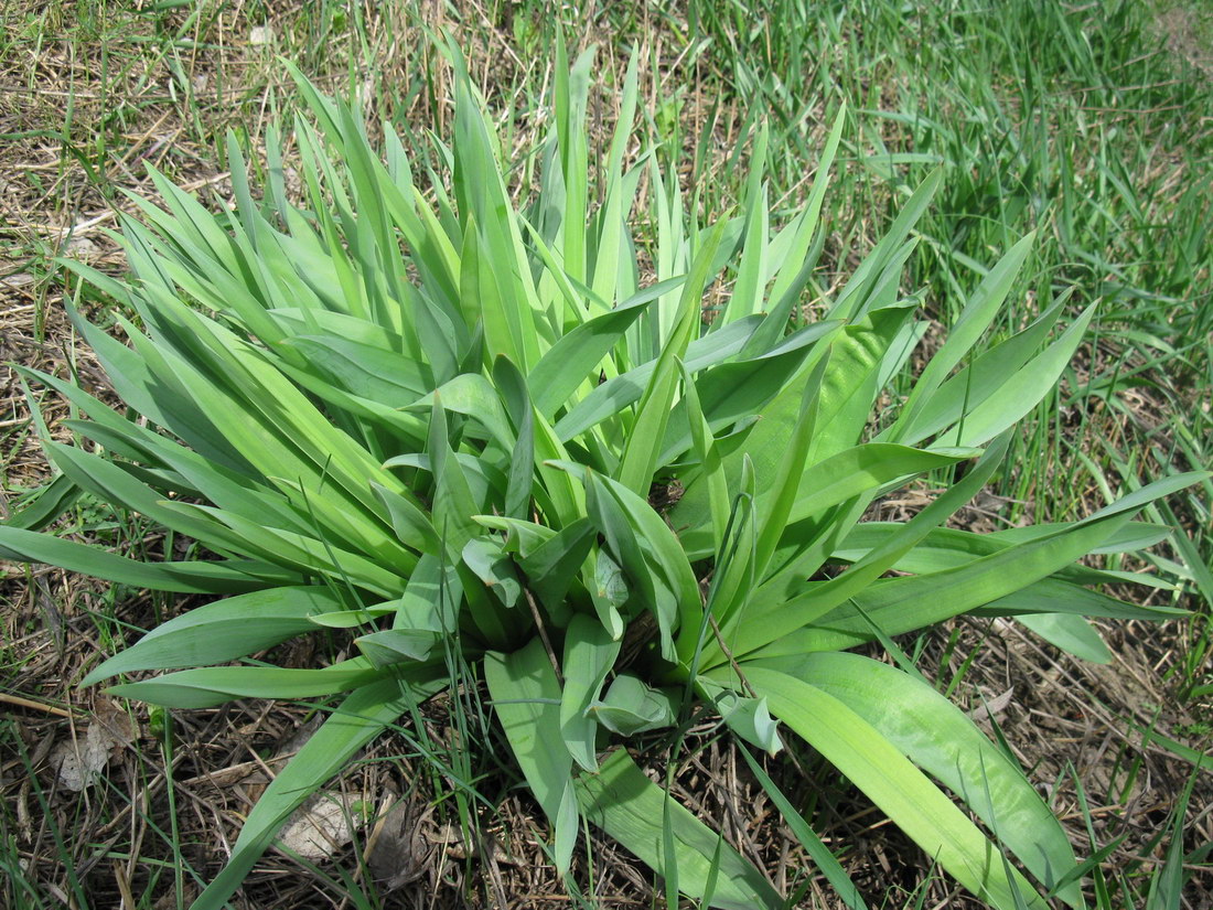 Image of Eremurus spectabilis specimen.