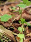 Oxalis acetosella