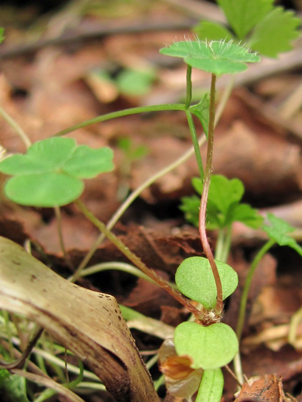 Изображение особи Oxalis acetosella.