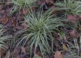 Carex hachijoensis