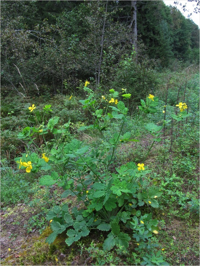 Изображение особи Chelidonium majus.