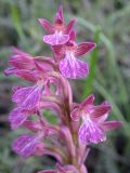 Anacamptis papilionacea подвид schirwanica. Соцветие. Israel, 11.03.2006.