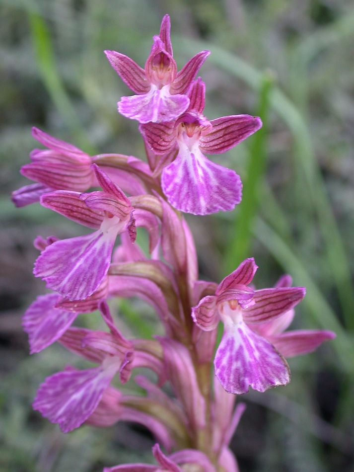 Image of Anacamptis papilionacea ssp. schirwanica specimen.