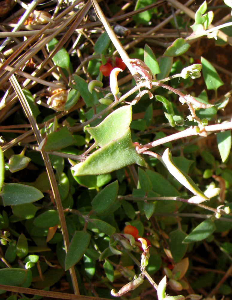 Image of Chenopodium nutans specimen.
