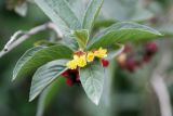 Lonicera involucrata