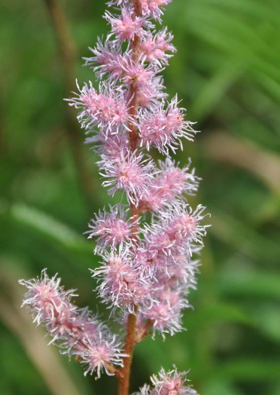 Изображение особи Astilbe chinensis.