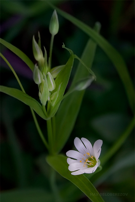 Image of Stellaria holostea specimen.