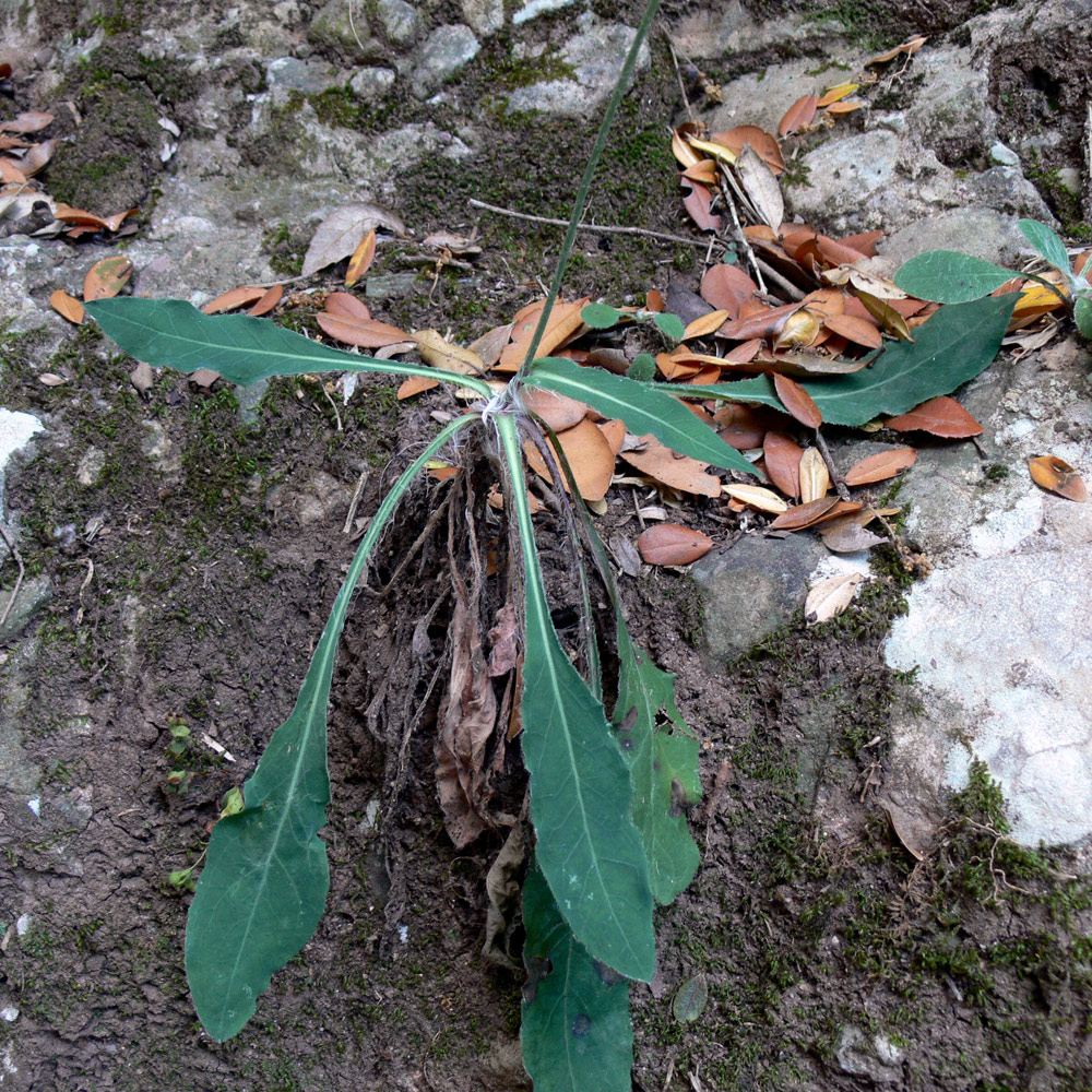 Image of familia Asteraceae specimen.