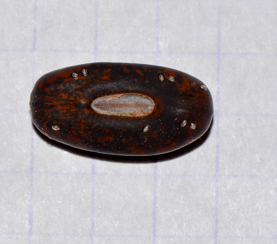 Изображение особи Erythrina crista-galli.