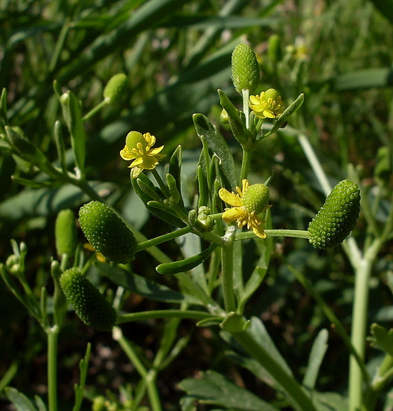 Изображение особи Ranunculus sceleratus.