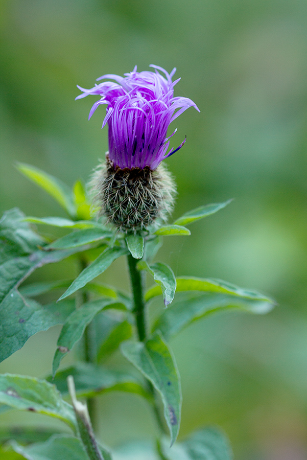 Image of Centaurea alutacea specimen.