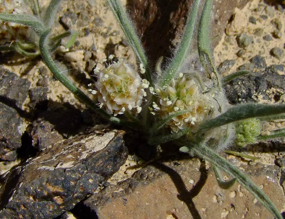 Изображение особи Plantago ovata.