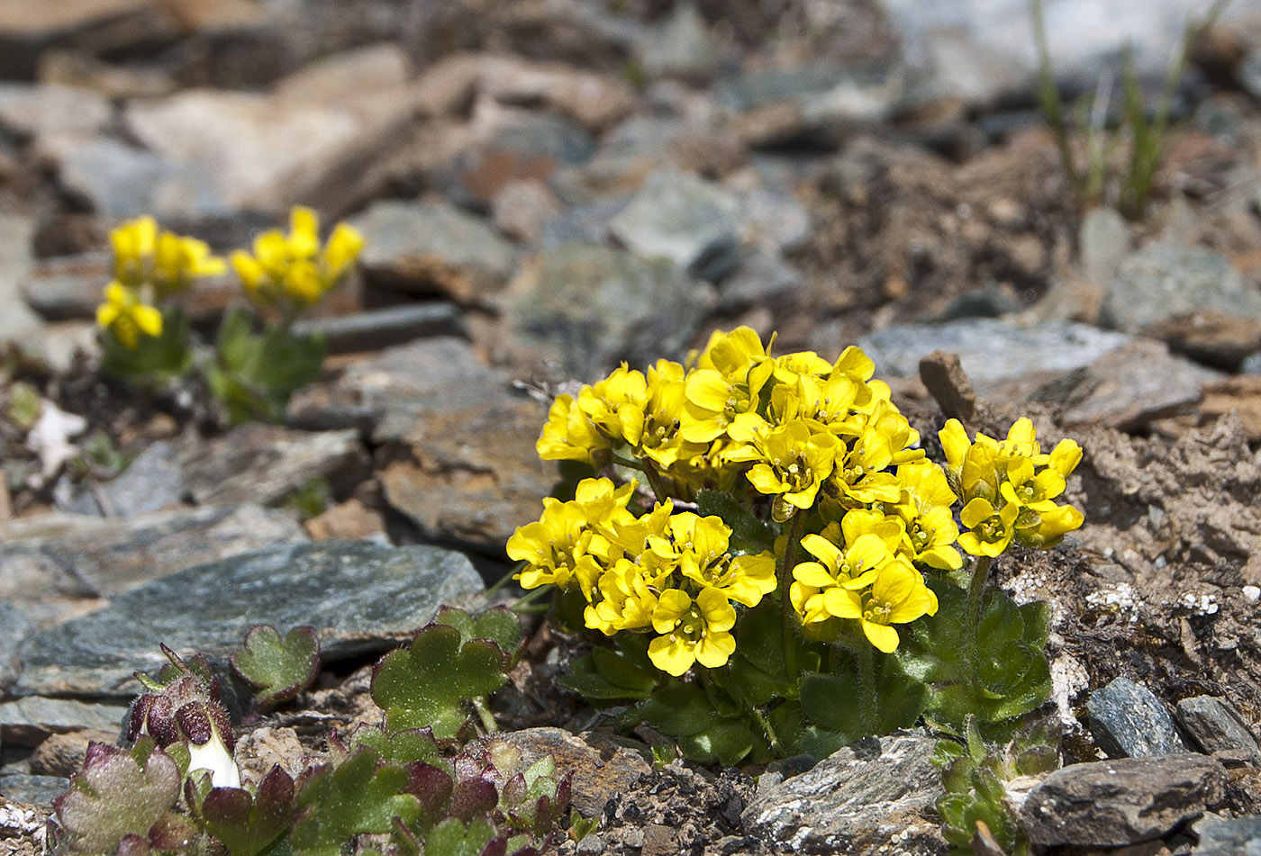 Изображение особи Draba oreades.