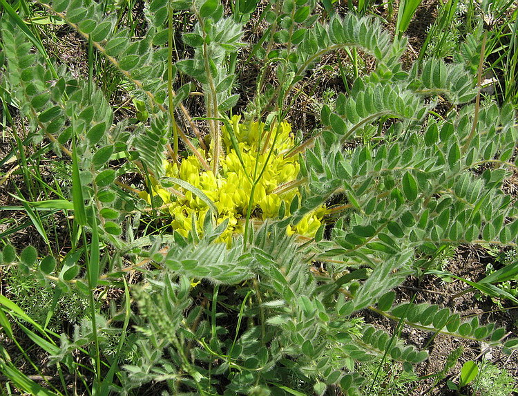 Изображение особи Astragalus pubiflorus.