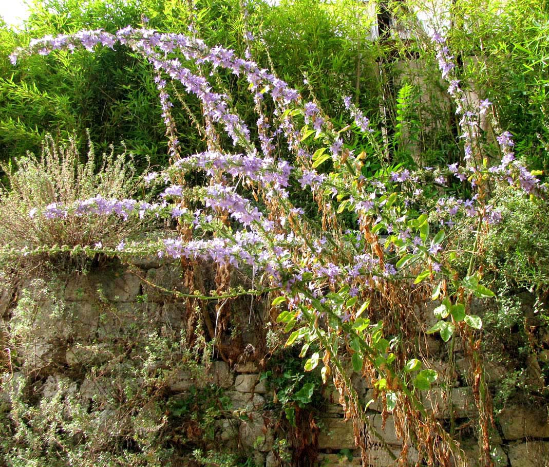 Image of Campanula pyramidalis specimen.