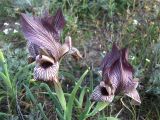 Iris acutiloba