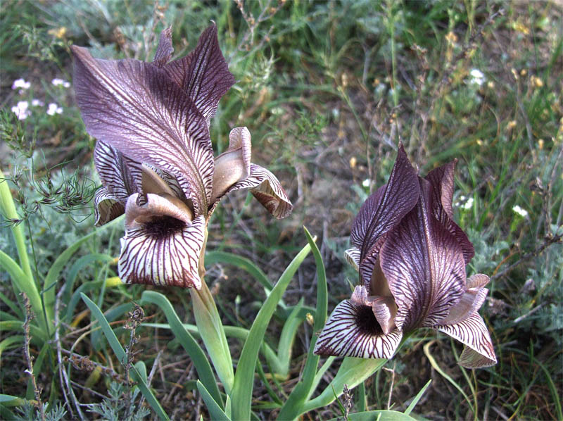 Изображение особи Iris acutiloba.