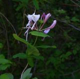 Lonicera caprifolium