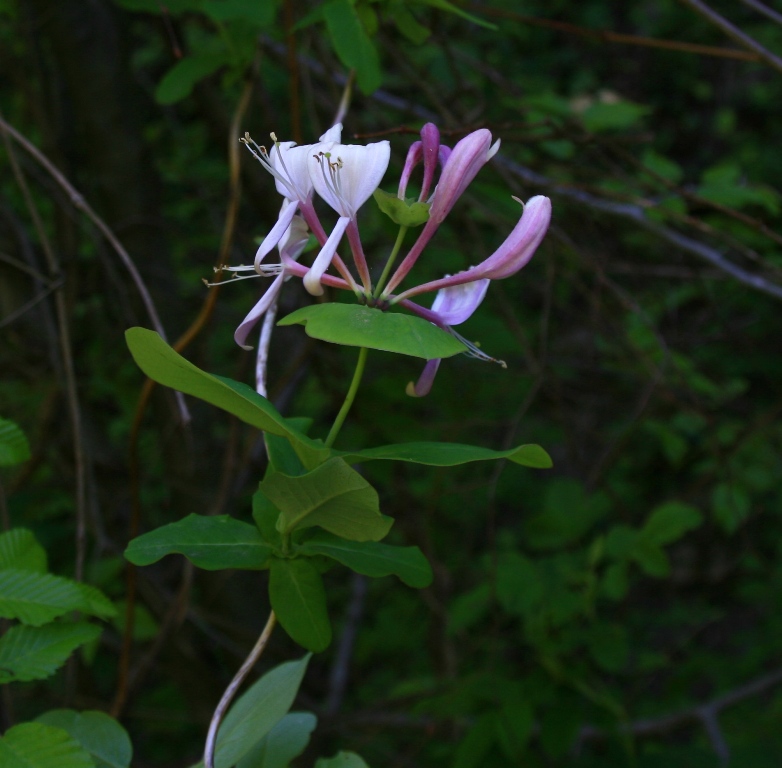 Изображение особи Lonicera caprifolium.