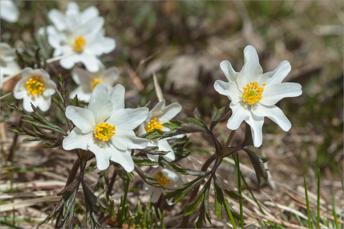 Изображение особи Anemone nemorosa.