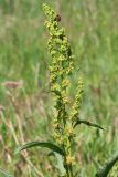 Rumex crispus. Соцветие с кормящимся клопом. Ростовская обл., Неклиновский р-н, Большенеклиновское с/п, дол. р. Сарматская. 11.05.2013.