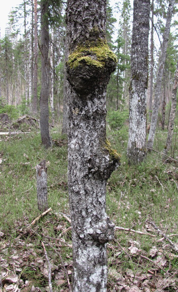 Изображение особи Populus tremula.