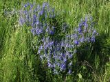 Veronica teucrium