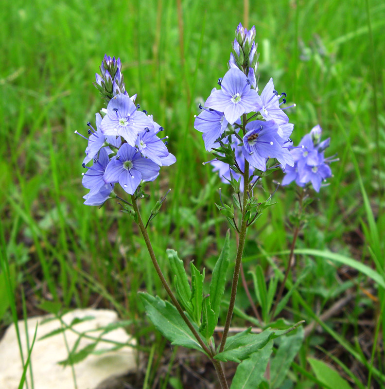 Image of Veronica prostrata specimen.