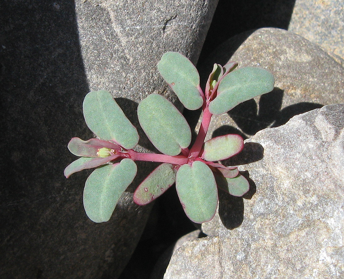 Image of Euphorbia peplis specimen.