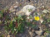 Potentilla reptans