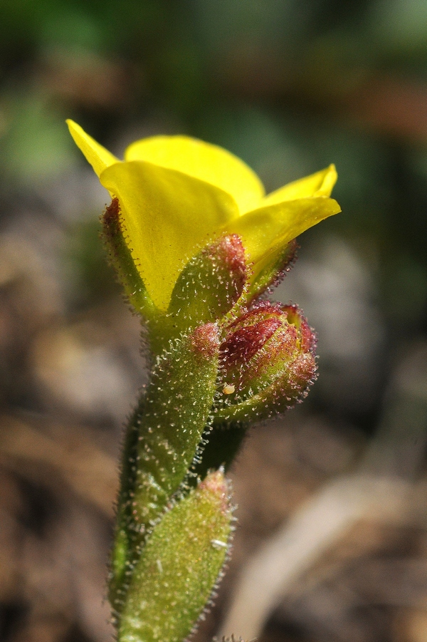 Изображение особи Saxifraga macrocalyx.