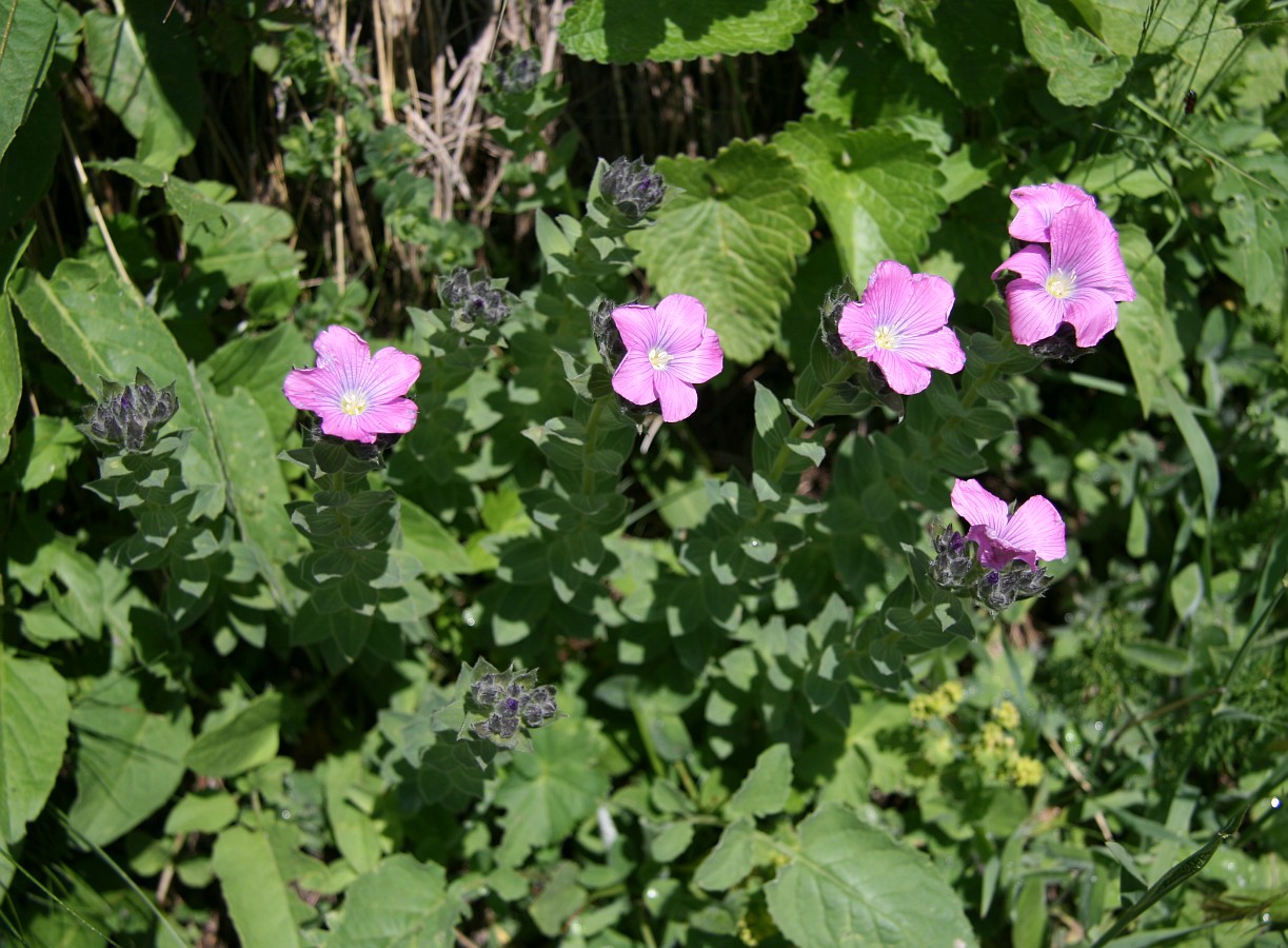 Изображение особи Linum hypericifolium.