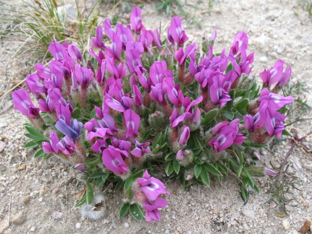 Изображение особи Oxytropis triphylla.