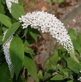 Lysimachia clethroides