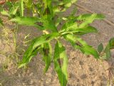 Persicaria maculosa