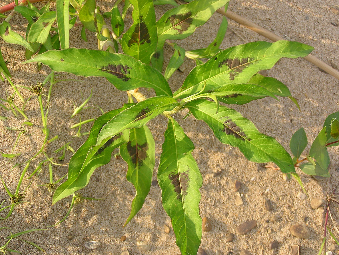 Image of Persicaria maculosa specimen.