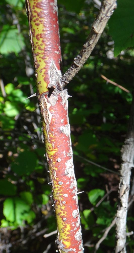 Image of Rosa oxyodon specimen.