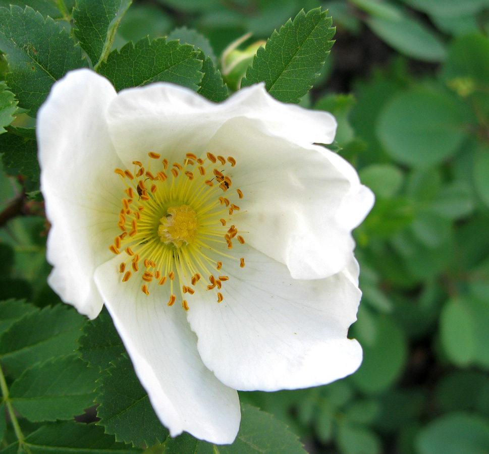 Image of Rosa spinosissima specimen.