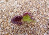 Crambe maritima